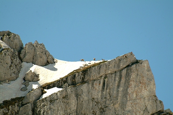 Camoscio d''Abruzzo Rupicapra pyrenaica ornata